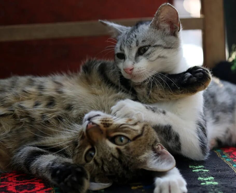 Два кота. Котята любовь. Кошки дружат между собой. Котики знакомятся. Как подружить кошек между собой