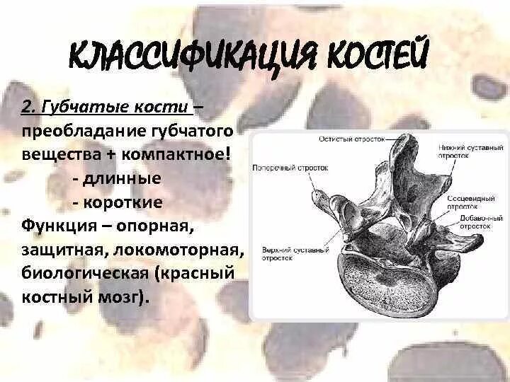 3 какую основную функцию выполняет кость