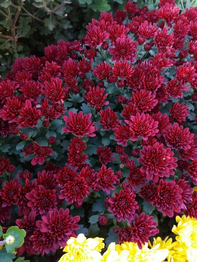 Хризантема кило мультифлора. Хризантема мультифлора sunbeam red. хризантема мультифлора прекосита пуссан. хризантема мультифлора meridian cherry purple. хризантема harlem red.