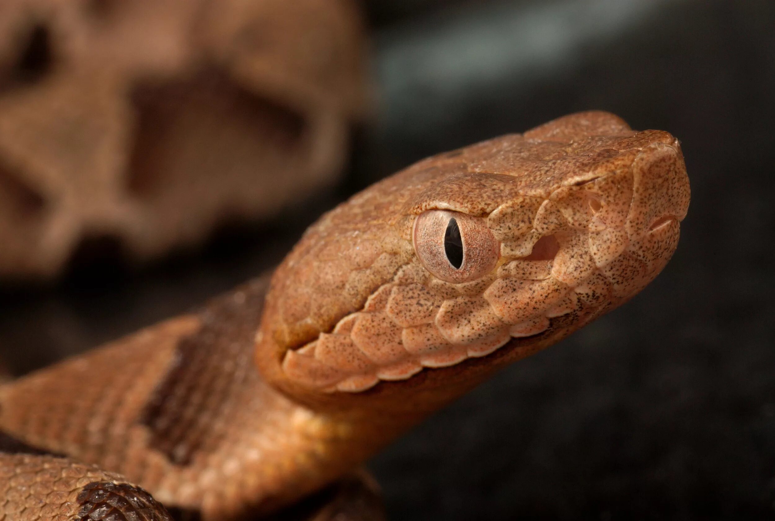 Snake bites. Venomous Copperhead. Copperhead 2008. Common Copperhead. Bao Copperhead.
