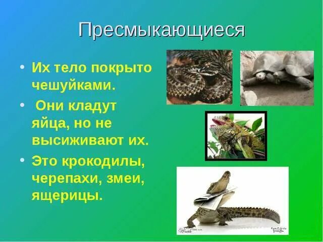 Сообщение о пресмыкающихся 2 класс окружающий мир. Пресмыкающиеся 2 класс окружающий. доклад о пресмыкающихся. доклад о пресмыкающихся животных. пресмыкающиеся 2 класс окружающий мир.