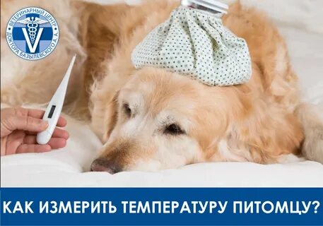 Как измерить температуру у собаки градусником