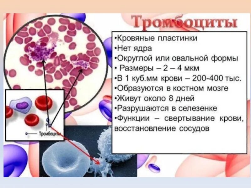 Селезенка лейкоциты. Тромбоциты. Тромбоциты кровяные пластинки. Строение тромбоцитов в крови человека. Тромбоциты свертывание крови.