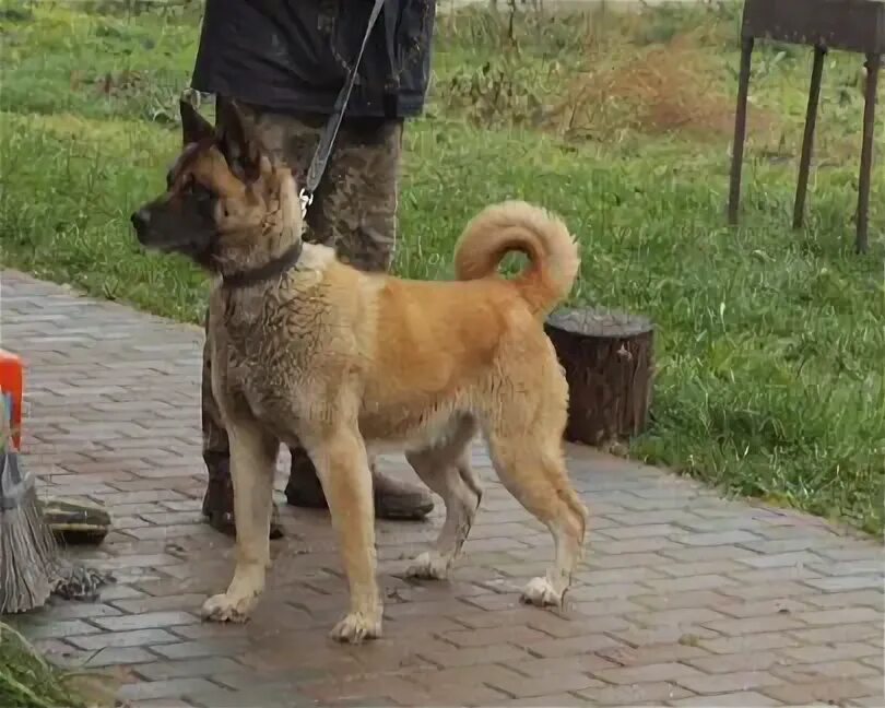 Собаки торжок. Собаки торжок. Щенок стаффорда 2 недели. Собаки торжок. Собаки торжок.