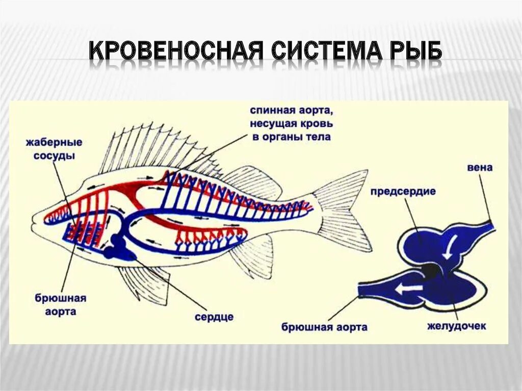 Несет кровь к предсердию. Схема кровяной системы рыб. Кровеносная система рыб 7 класс биология. Кровеносная система костных рыб схема. Схема строения кровеносной системы рыб.