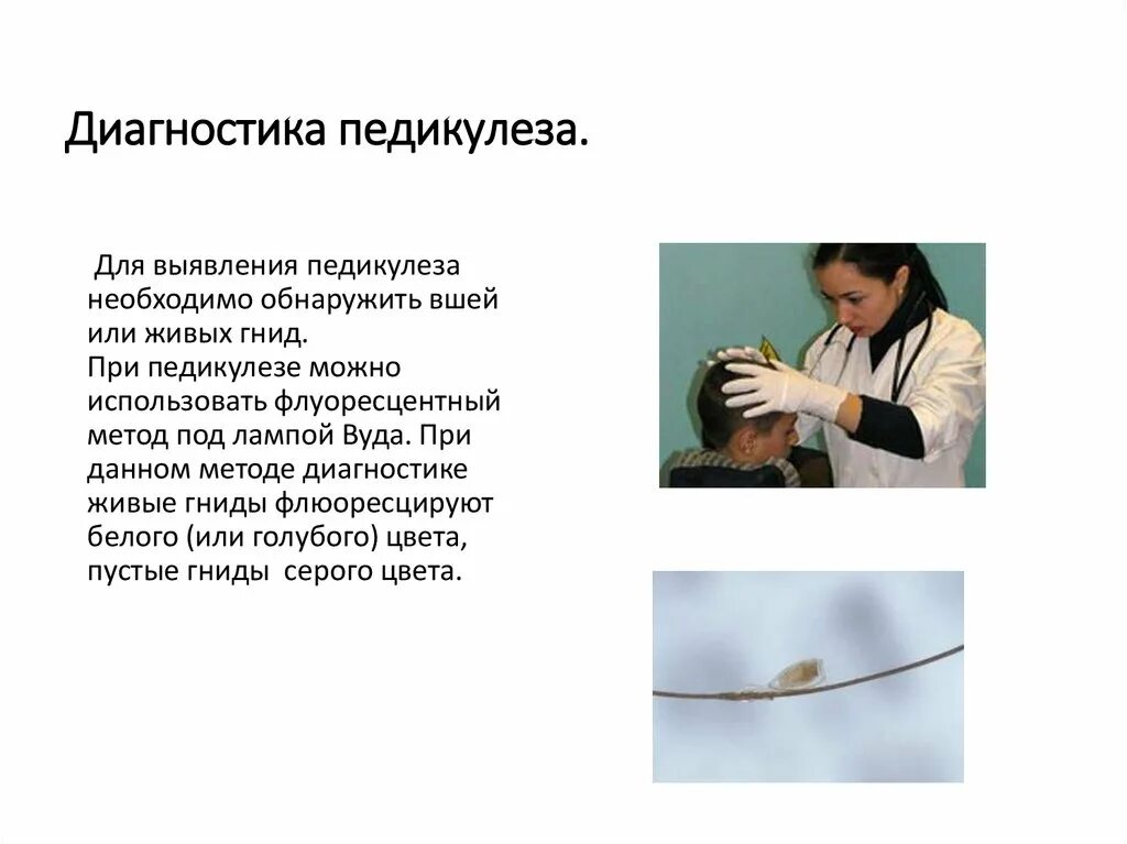 Осмотр детей на педикулез проводят. Осмотр и обработка при педикулезе. Осмотр детей на педикулез проводится. Осмотр пациента на чесотку алгоритм. Осмотр детей на педикулез проводят.