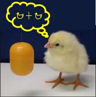 Где цыпленок где видео