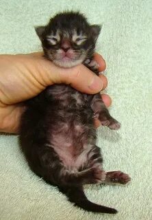 Через 2 дня котенок