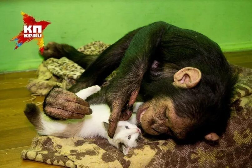 Обезьяна и хомяк. Обезьянка с крыской. Макака лапундер. Свинохвостый макак. Обезьяна и крыса.