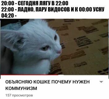 Кошки объяснение