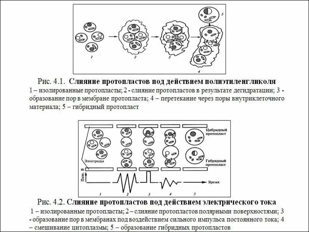 Схема получения протопластов и гибридных структур. Способы слияния протопластов. способы получения растительных протопластов. схема получения протопластов. способы получения и слияния растительных протопластов.