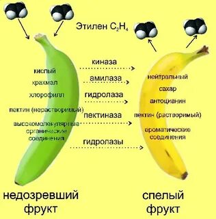 Бананы при отравлении