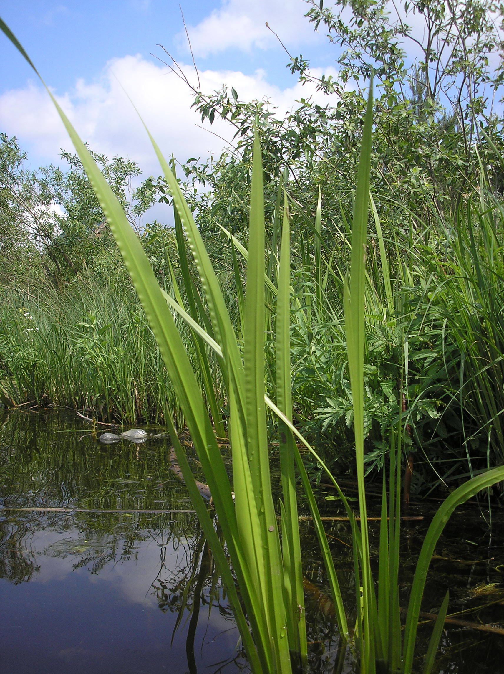 Аир болотный цена. АИР болотный Вариегата. АИР обыкновенный "variegatus". Calamus - АИР. АИР болотный цветение.