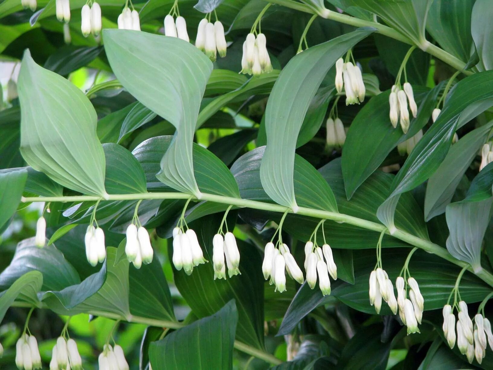 Низкое растение с белыми цветами. Купена (Polygonatum). Купена многоцветковая (Polygonatum multiflorum).