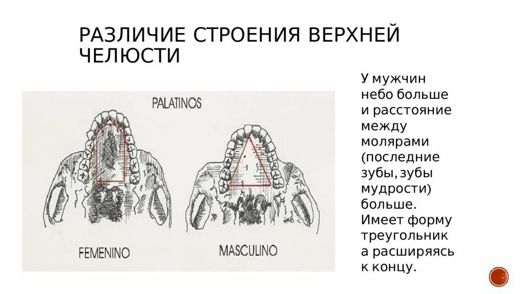 Разница в строении