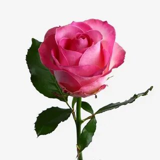 Rose fast
