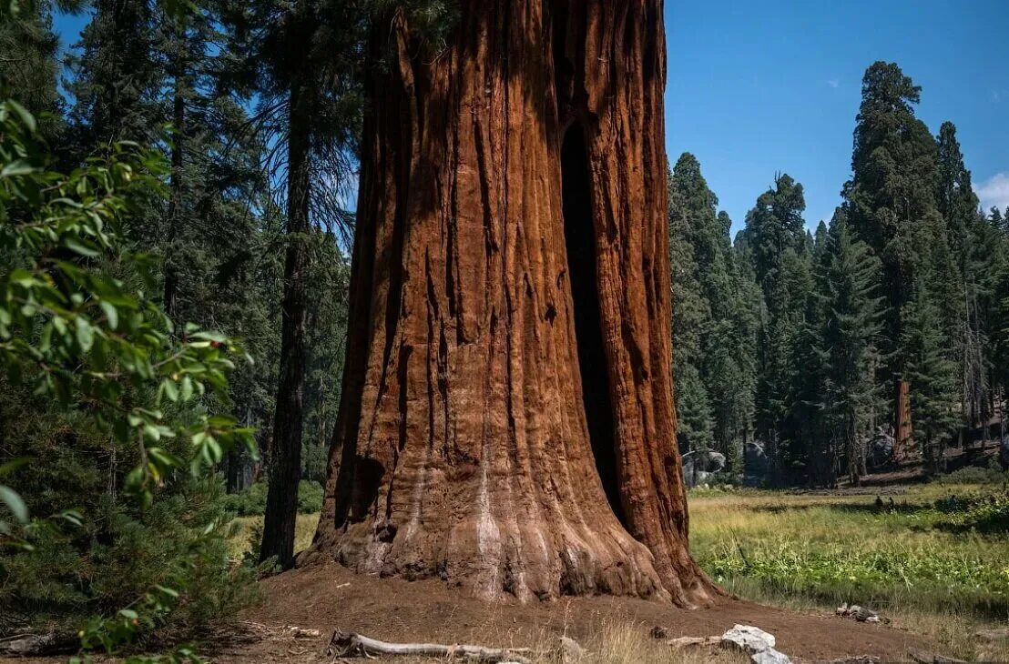 Где растет секвойя на каком. Секвойя дерево. Секвойя вечнозелёная (Sequoia sempervirens). Секвойя Мамонтово дерево. Секвойя дерево гигант.