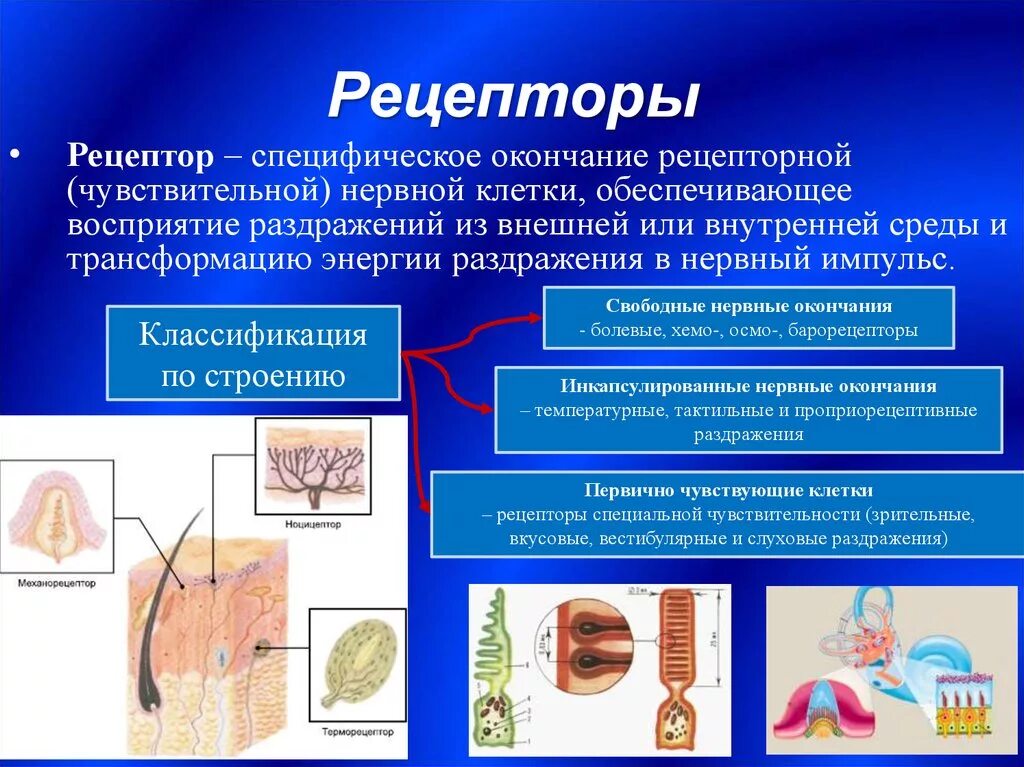 Нервы окончания рецепторы. Рецептор (нервная система). Раздражение нервных рецепторов. Рецепторы воспринимающие раздражения из внешней среды. Какова функция холодовых рецепторов кожи