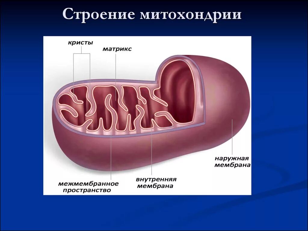 Внутреннее строение митохондрий. Матрикс митохондрий. межмембранное пространство митохондрий. внешняя мембрана митохондрий. наружная мембрана матрикс кристы.