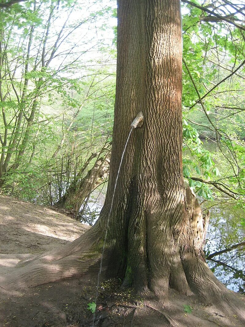 Писающее дерево. Мальчик выглядывает из за дерева. Водяное дерево в черногории. Девочка в кустах. Мужчины мочатся на улице на дерево.