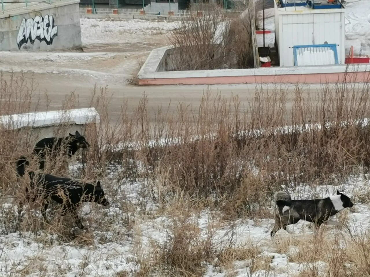 Забайкальский край собаку
