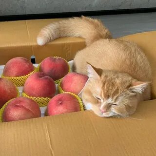 Кошка персик