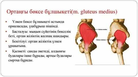 Үлкен бөксе