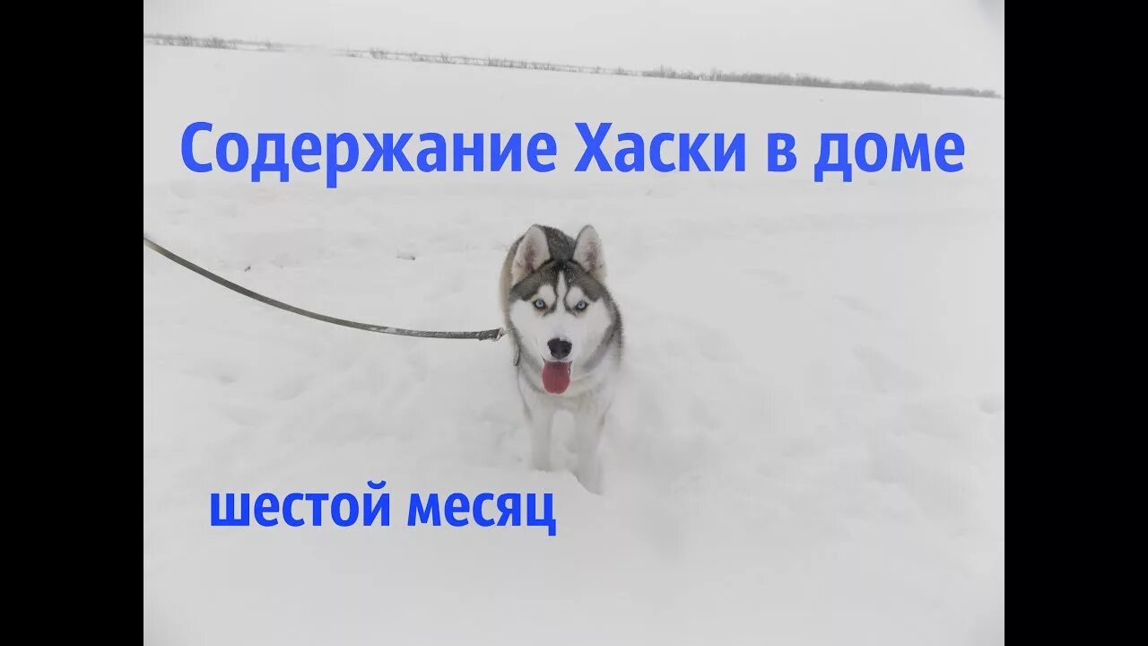 Содержание хаски. Сибирский хаски в доме. хаски 5 месяцев. щенок хаски 7 месяцев. рост и вес хаски по месяцам.