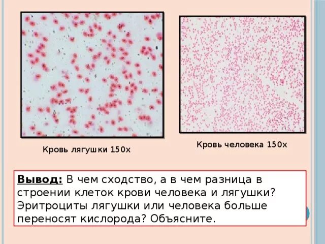 Лабораторная работа сравнение крови лягушки и человека