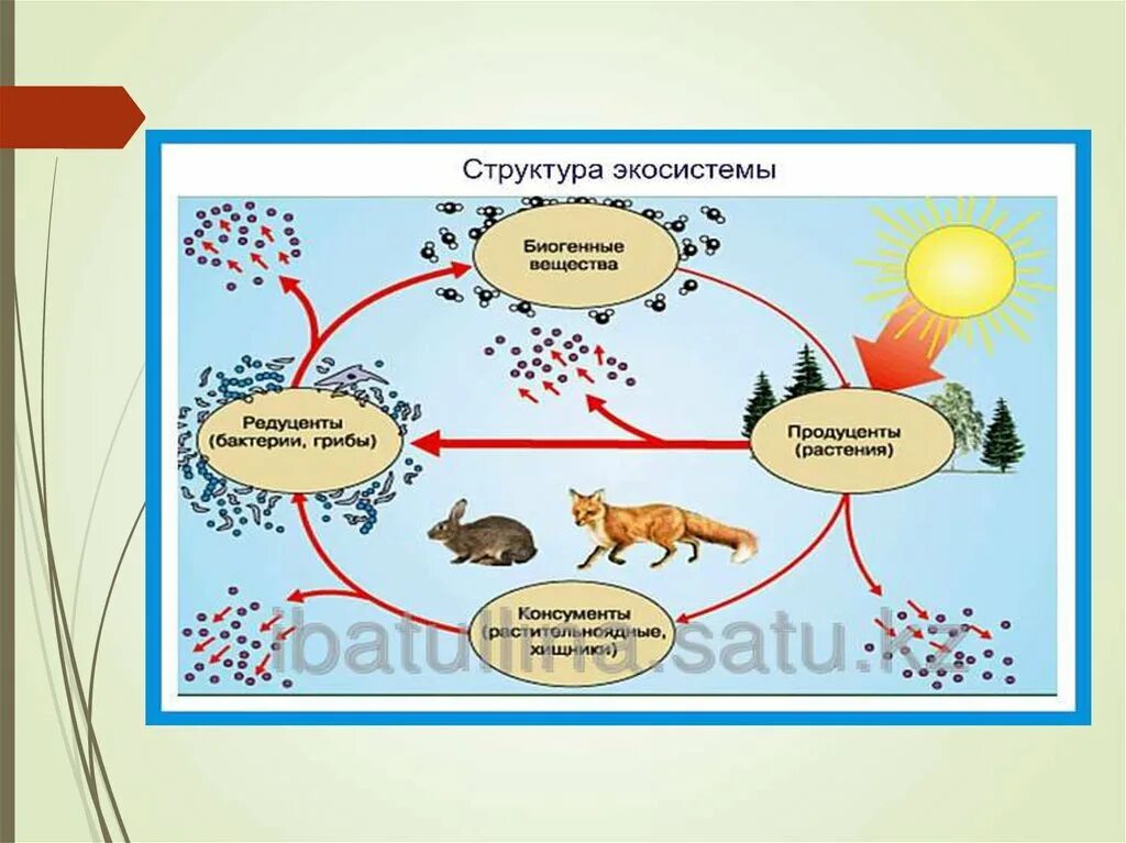 Во всех природных сообществах выделяют. Живые организмы экосистемы схема. Структура экосистемы биология. Экосистемы для дошкольников. Экосистема компоненты экосистемы.