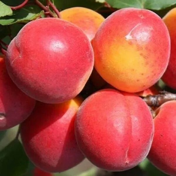 Колоновидный абрикос краснощекий. Абрикос мелитопольский. Абрикос эрли блаш. Абрикос красный партизан. Абрикос оранж эрли.