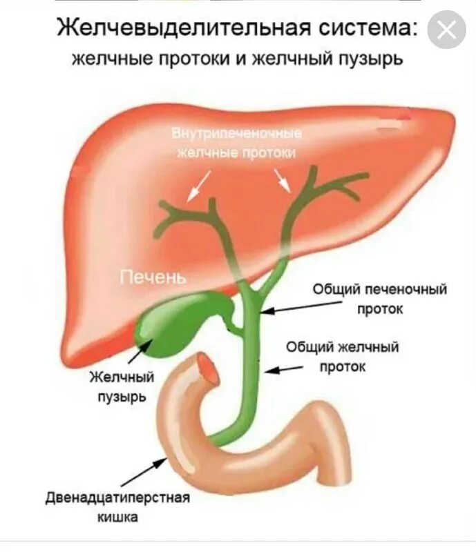 Куда идет желчь