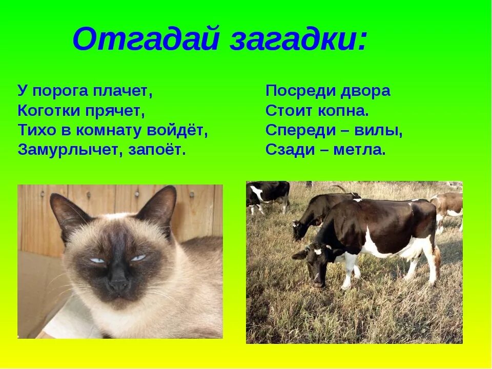 Загадка про 5 животных. Загадки о животных. загадки про зверей. загадки про домашних животных. загадки про животных сложные.