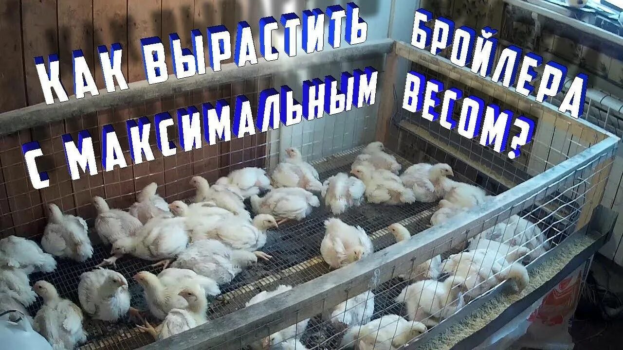 Бройлеры на мясо в домашних условиях. Бройлер Кобб 500. Клетки для кур Кобб 500. Росс цыплята бройлеры 308 таблица. Доращивание цыплят.