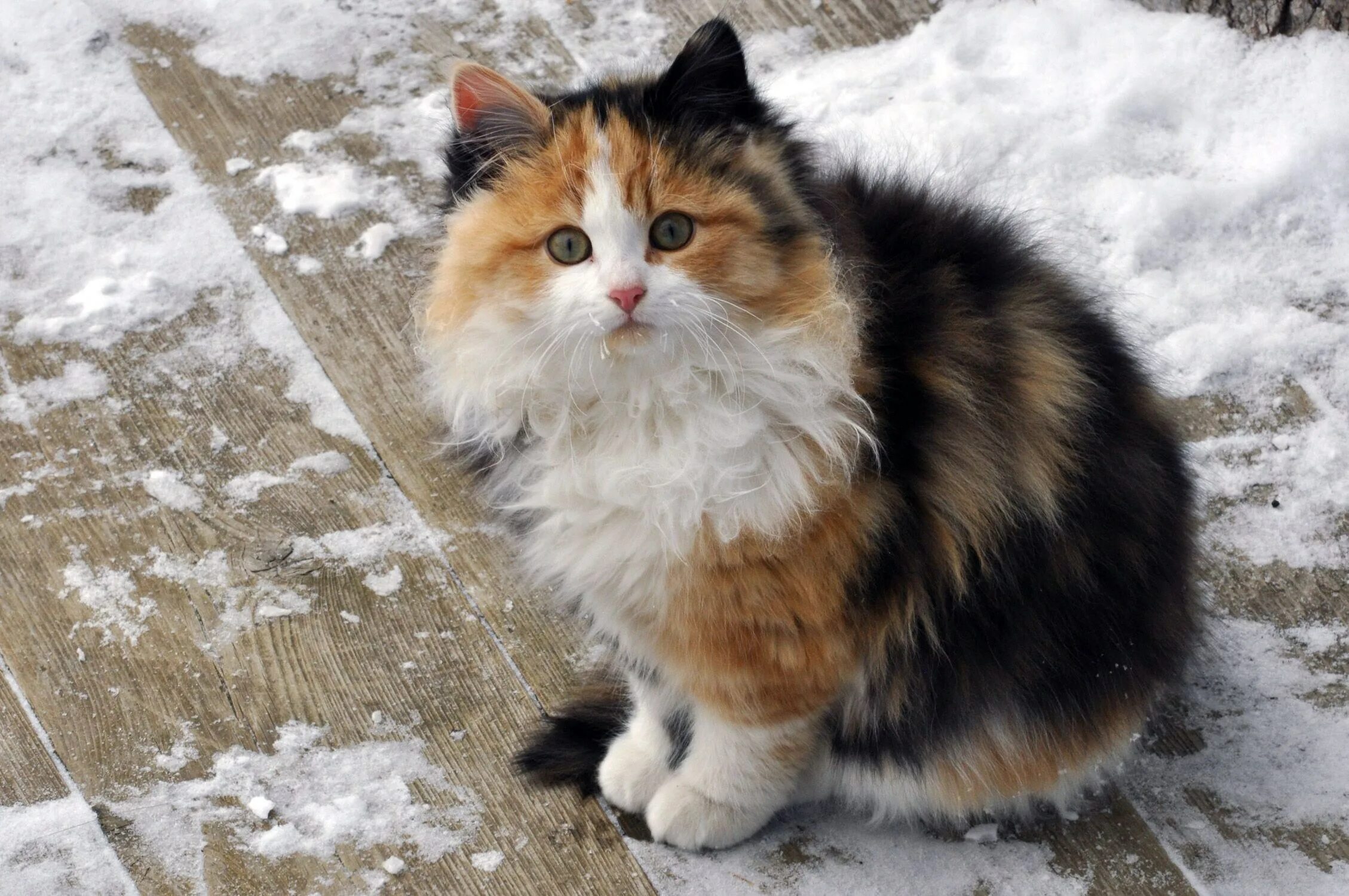 Голова кота крупным планом. Chatte noire, гель-лак №1014. Grosse chatte. Chatte. Лицо кошки крупным планом.