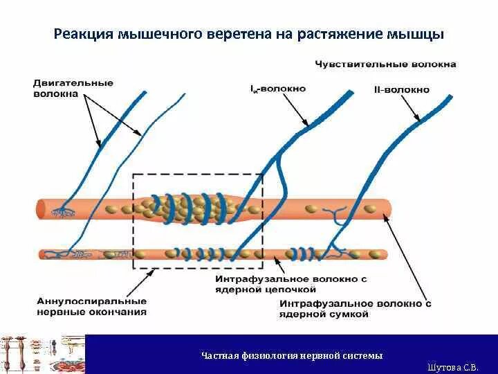 Реакции мышечного сокращения. Реакции мышц. Телесные блоки. Реакция перерождения. Креатин + атф ↔ креатинфосфат + адф.