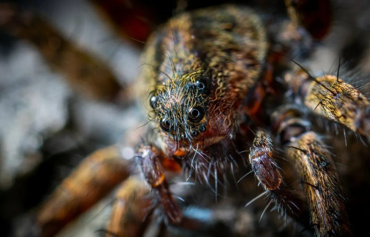 Kikimora palustris паук. Самый ужасный паук в мире.