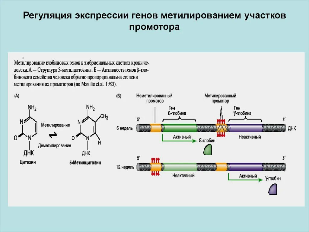 Экспрессия прокариот