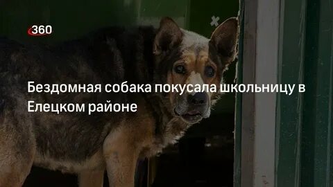 Собака укусила чужого ребенка