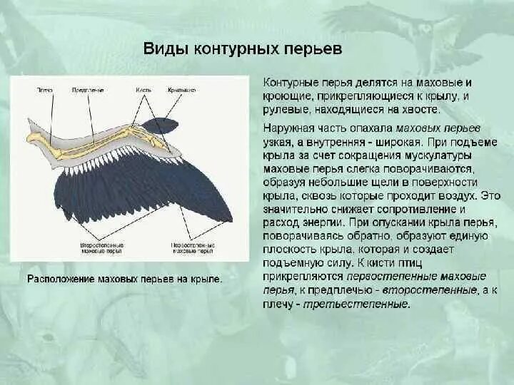 Расположение контурного пера на теле птицы