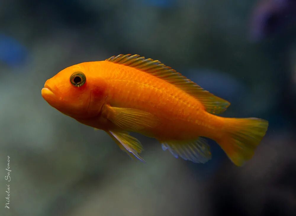 Цихлида псевдотрофеус зебра красная. Псевдотрофеус саулози. Цихлида псевдотрофеус зебра. Рыбка псевдотрофеус зебра красная. Цихлиды псевдотрофеус зебра.