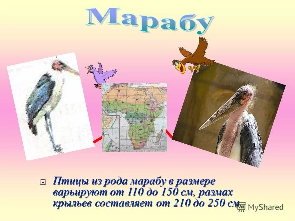 марабу размах крыльев. иноязычные существительные мужского рода. марабу какой род. марабу какой род. кольраби род существительного.