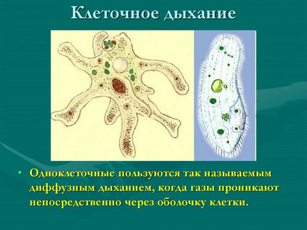 Живые клетки дышат. Клетки одноклеточных животные. Одноклеточные животные выделяют. Клетка одноклеточного организма. Клеточное дыхание.