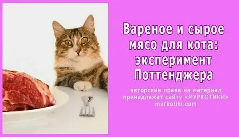Можно ли кошкам мясо курицы