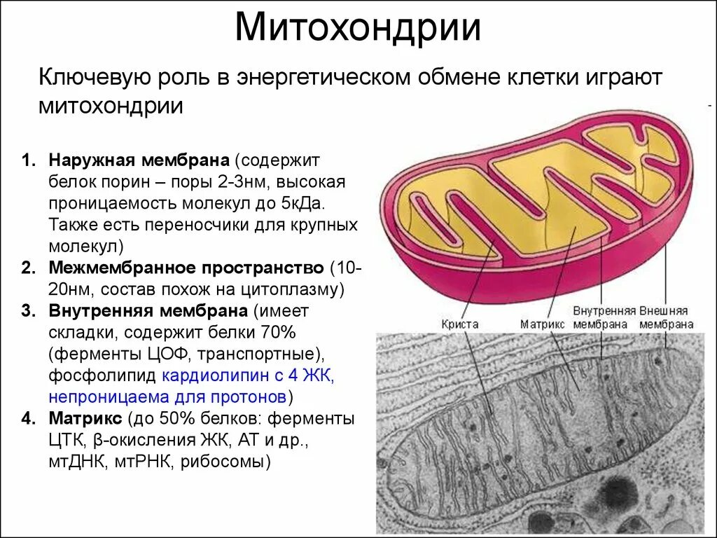 Строение внутренней мембраны митохондрии. Структура органоидов митохондрия. Роль митохондрий в энергетическом обмене. Этапы митохондрия строение. Состав митохондрии.