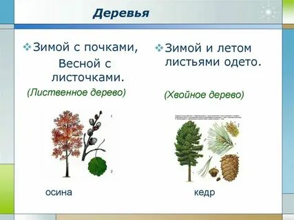 Лиственные и хвойные 2 класс