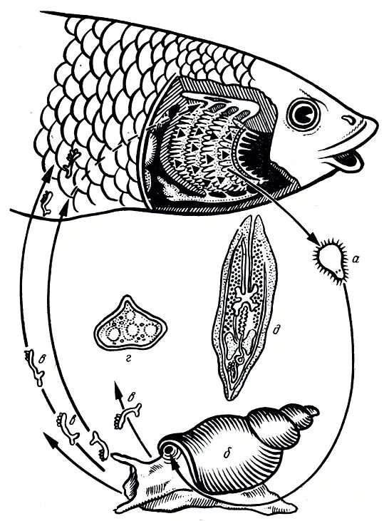 Жаберные сосальщики у аквариумных рыб. Моногенетические сосальщики цикл. Болезни рыб сангвиниколез. Жаберный паразит у аквариумных рыб. Цикл прудовика