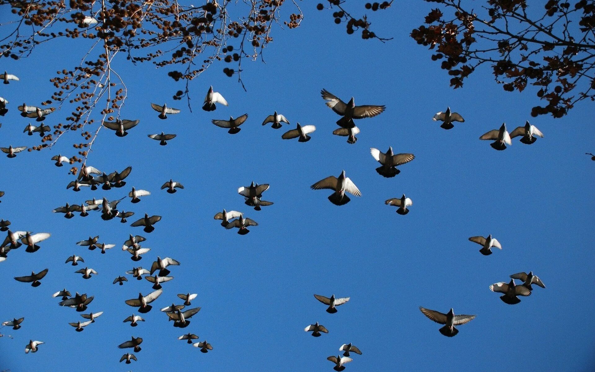 Стая полетели. Много птиц. Стая птиц. Голуби в небе. Стая голубей.