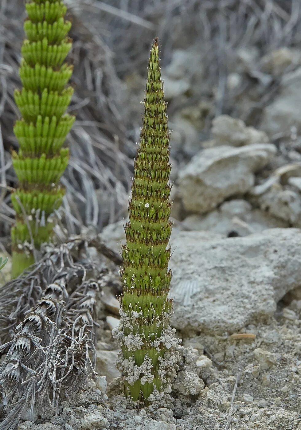 Equisetum telmateia. Хвощ полевой. Хвощ полевой Плантариум. Хвощ гигантский Equisetum giganteum.