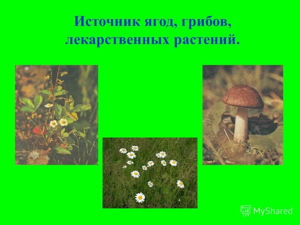 Лекарственные растения средней полосы. Атлас определитель лекарственных растений. Лес источник лекарственных растений. Лекарственные растения и грибы. Лес грибы ягоды.